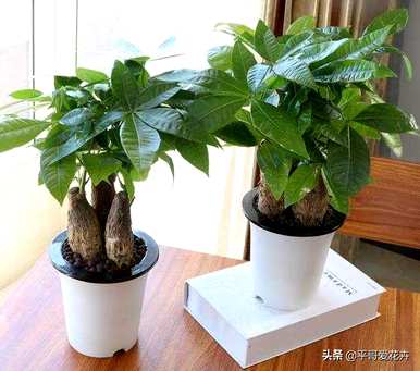 绿萝发财树怎么养才茂盛，小发财树怎么养才茂盛