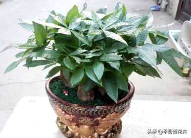 绿萝发财树怎么养才茂盛，小发财树怎么养才茂盛