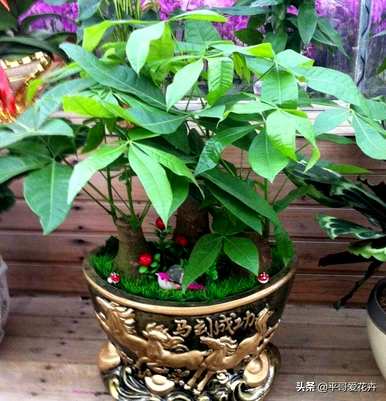 绿萝发财树怎么养才茂盛，小发财树怎么养才茂盛