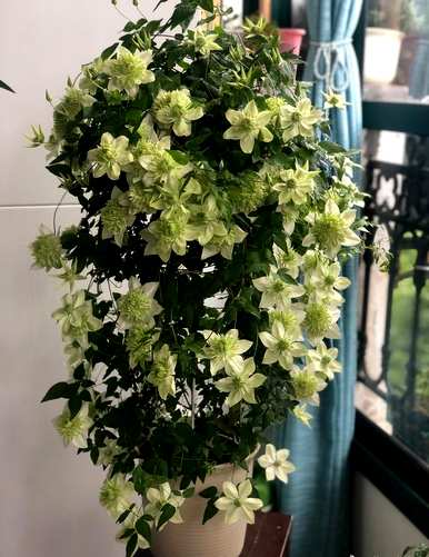 无毒室内植物容易滋养喜阴，喜阴的室内植物有哪些？