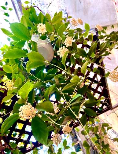 无毒室内植物容易滋养喜阴，喜阴的室内植物有哪些？