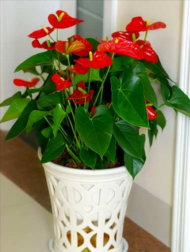 无毒室内植物容易滋养喜阴，喜阴的室内植物有哪些？