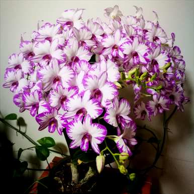 无毒室内植物容易滋养喜阴，喜阴的室内植物有哪些？