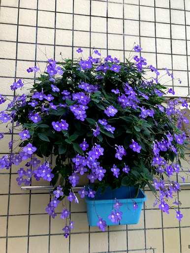 无毒室内植物容易滋养喜阴，喜阴的室内植物有哪些？