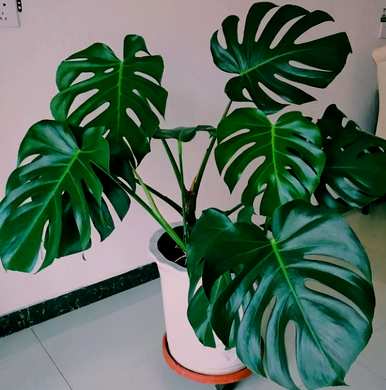 无毒室内植物容易滋养喜阴，喜阴的室内植物有哪些？