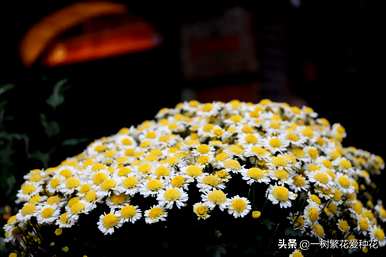 秋开的常见花有哪些，秋开的花有哪些颜色？