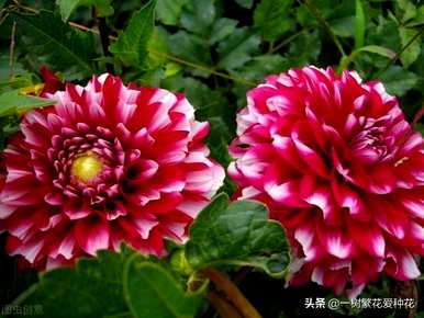 秋开的常见花有哪些，秋开的花有哪些颜色？