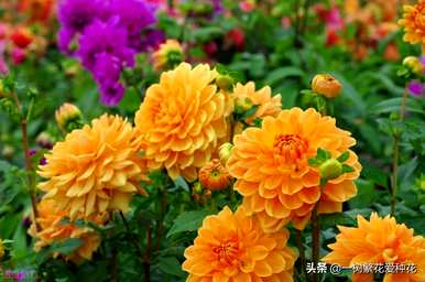 秋开的常见花有哪些，秋开的花有哪些颜色？