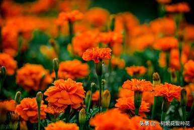 秋开的常见花有哪些，秋开的花有哪些颜色？