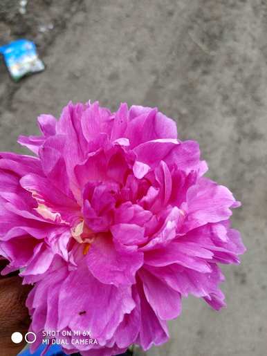 牡丹花怎么养，牡丹花怎么养？