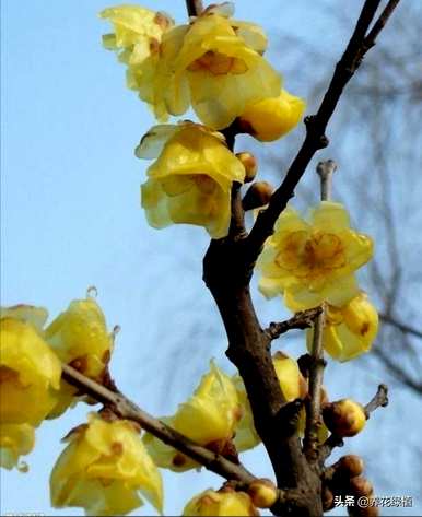 腊梅花什么时候开，腊梅花什么时候开始种植？