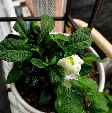 栀子叶发黄不开花怎么办？栀子花怎么养才能开得更旺盛？