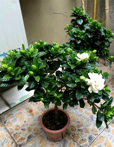 栀子叶发黄不开花怎么办？栀子花怎么养才能开得更旺盛？