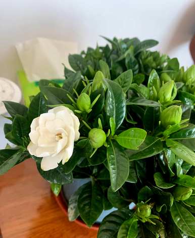 栀子叶发黄不开花怎么办？栀子花怎么养才能开得更旺盛？