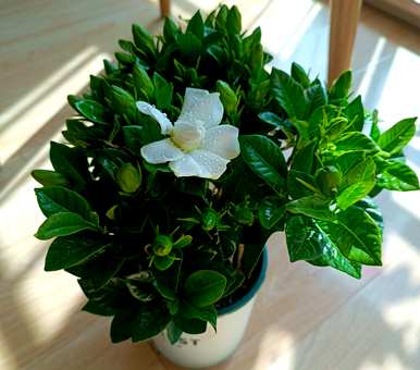 栀子叶发黄不开花怎么办？栀子花怎么养才能开得更旺盛？