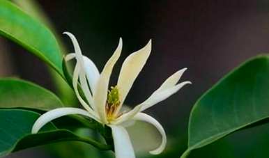 如何养白兰花，适合家里养白兰花