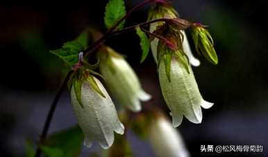紫色风铃草花语是什么意思，风铃花语是什么？