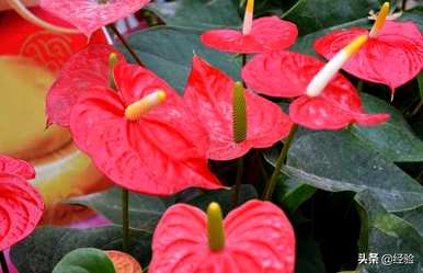火鹤花怎么养好，火鹤花怎么养好？