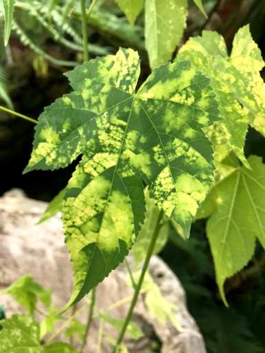 什么是开花灌木，什么是开花灌木？