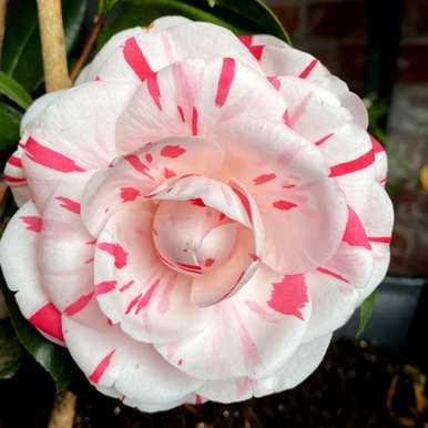 什么是开花灌木，什么是开花灌木？