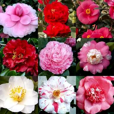 什么是开花灌木，什么是开花灌木？