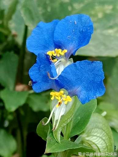 春天开哪些花，春天开哪些花？
