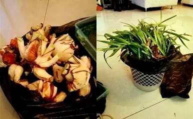 风信子开花后如何繁殖，风信子开花后如何处理