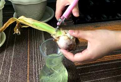 风信子开花后如何繁殖，风信子开花后如何处理