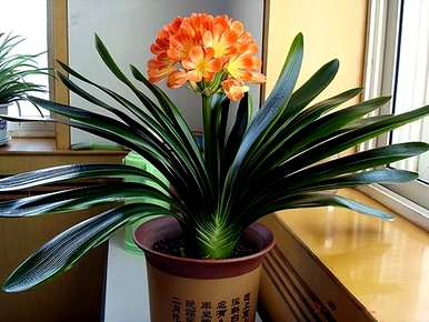 哪种花不适合太阳，哪种花不适合太阳
