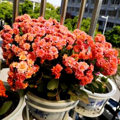 哪种花不适合太阳，哪种花不适合太阳