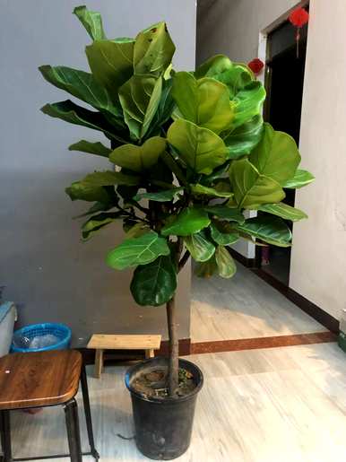 常绿树木有哪些，常绿树木有哪些？