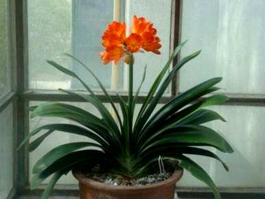 君子兰的寓意和花语是什么，两盆君子兰的花语是什么？