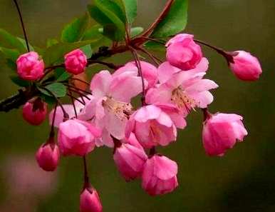 春天开哪些花？春天开哪些花？