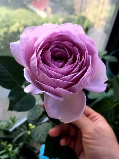 与三角梅花期相比，月季花一年开几次花期