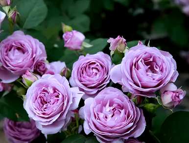 与三角梅花期相比，月季花一年开几次花期