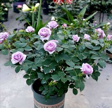 与三角梅花期相比，月季花一年开几次花期