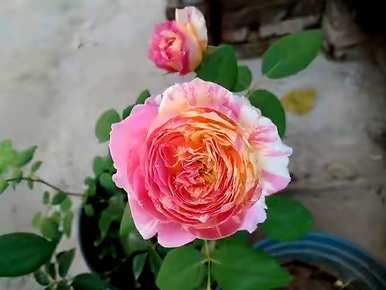与三角梅花期相比，月季花一年开几次花期