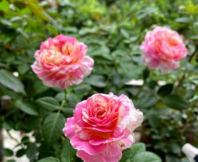 与三角梅花期相比，月季花一年开几次花期