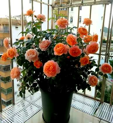 与三角梅花期相比，月季花一年开几次花期