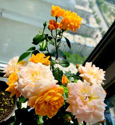 与三角梅花期相比，月季花一年开几次花期