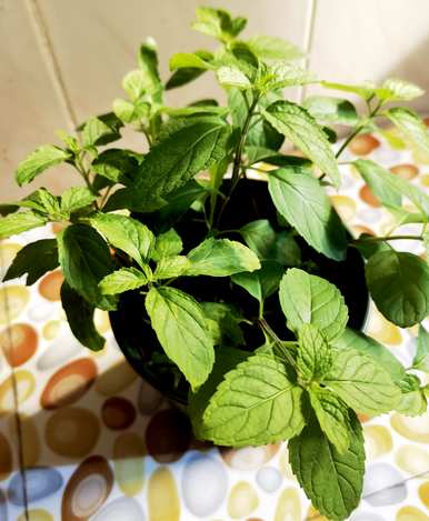 冬季室外水培植物有哪些？