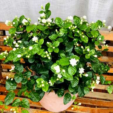 冬季室外水培植物有哪些？