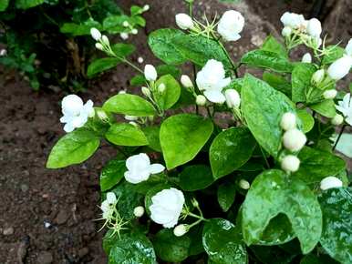 冬季室外水培植物有哪些？