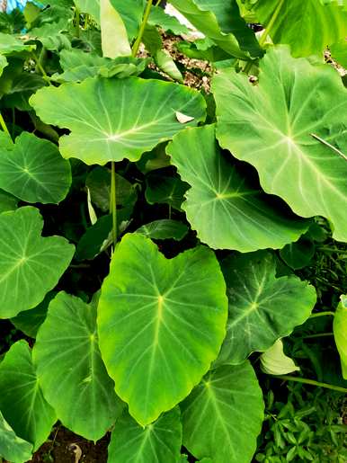 冬季室外水培植物有哪些？