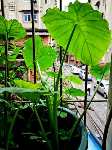 冬季室外水培植物有哪些？