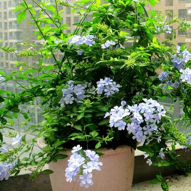 冬季室外水培植物有哪些？