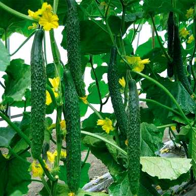 冬季室外水培植物有哪些？