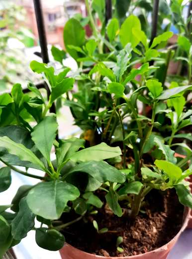 冬季室外水培植物有哪些？
