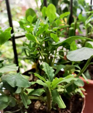 冬季室外水培植物有哪些？