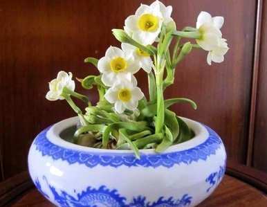 你能在家里种水仙花吗？水仙花怎么种最好？